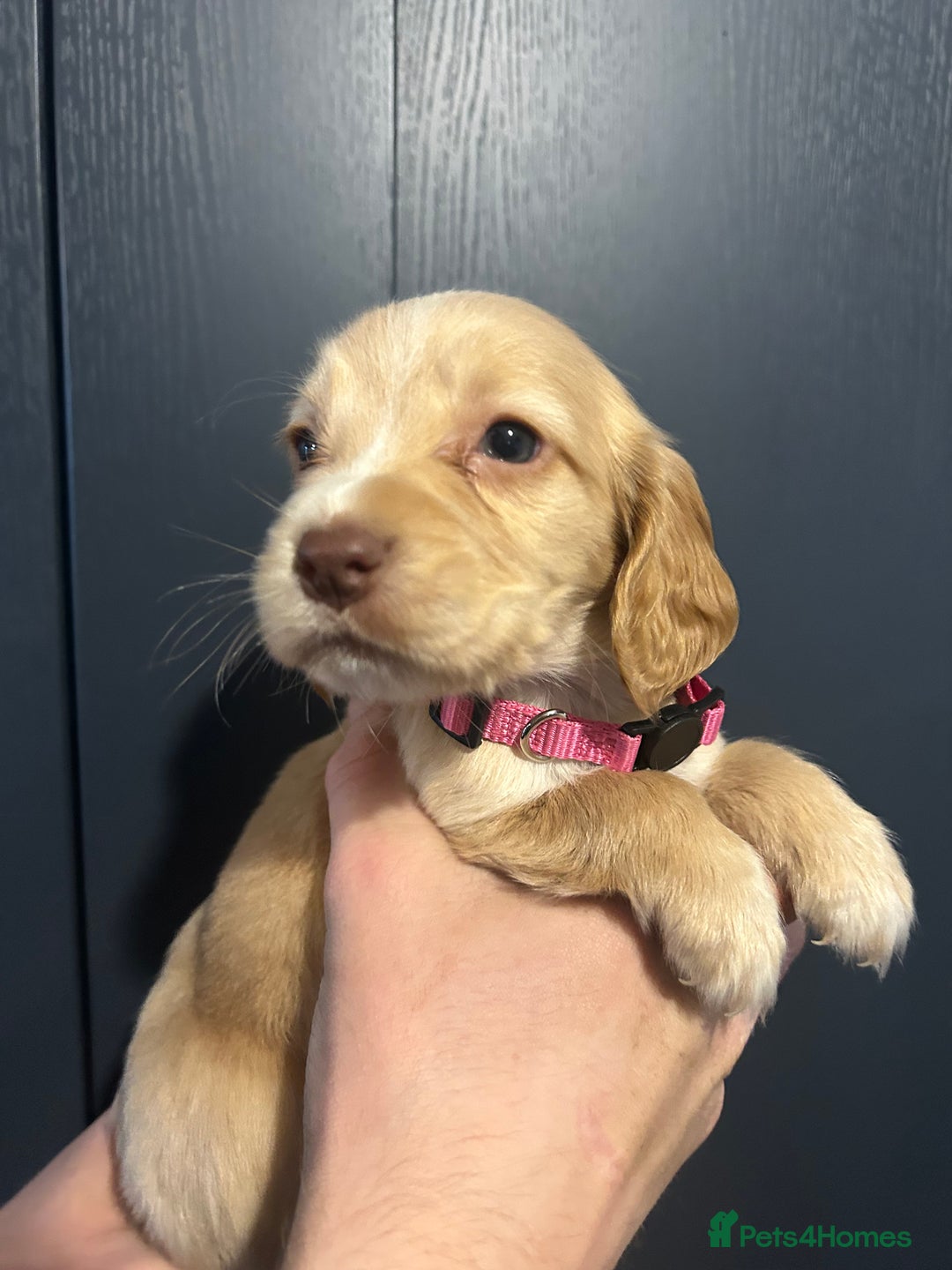Cocker Spaniel dogs for sale: 3 Cocker Spaniel Puppies. 💙💙💙 - Advert 8