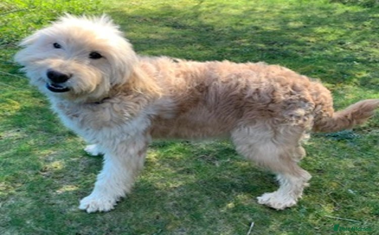 Goldendoodle dogs in Bury Saint Edmunds - Advert 15