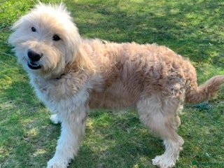 Goldendoodle dogs in Bury Saint Edmunds - Advert 6