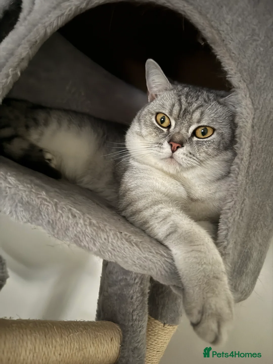 British Shorthair cats for sale: 4 British Shorthair kittens - Advert 3