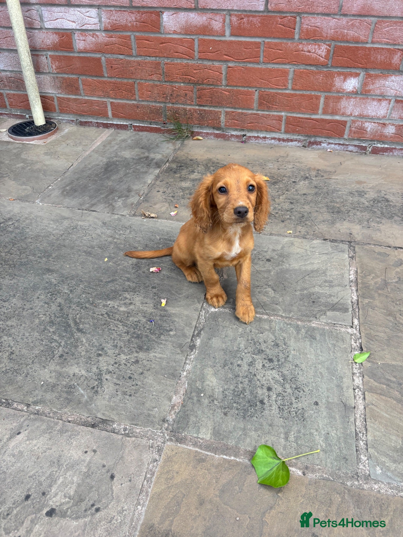 Cocker Spaniel dogs GorgeousCocker spaniel puppies - Advert 2