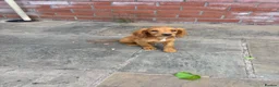 Cocker Spaniel dogs for sale: GorgeousCocker spaniel puppies in Whitchurch - Advert 2