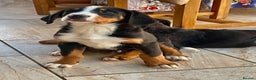Bernese Mountain Dog dogs for sale: Boys and girls ready  - Advert 5