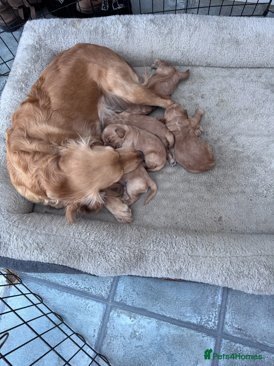 Cockapoo dogs for sale: Beautiful  F1 Cockerpoo pups  - Advert 2