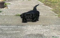 Cocker Spaniel dogs for sale: 2 beautiful cocker spaniels out of a litter of 7 - Image 15