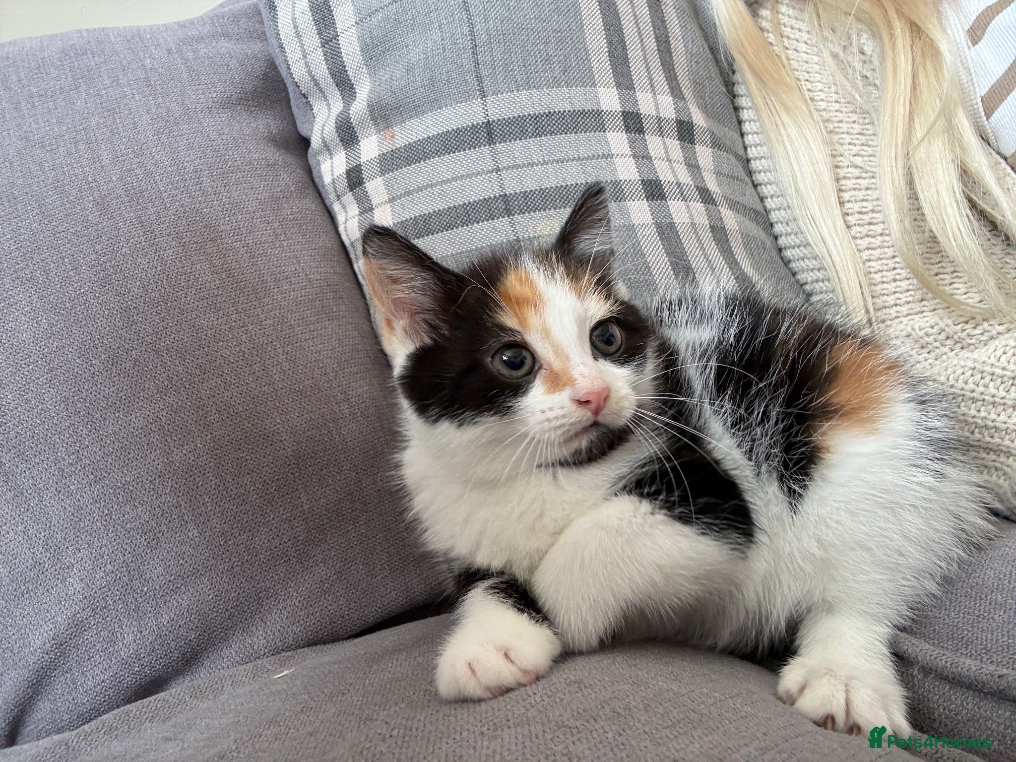 Mixed Breed cats Tortoise shell kitten  - Advert 1