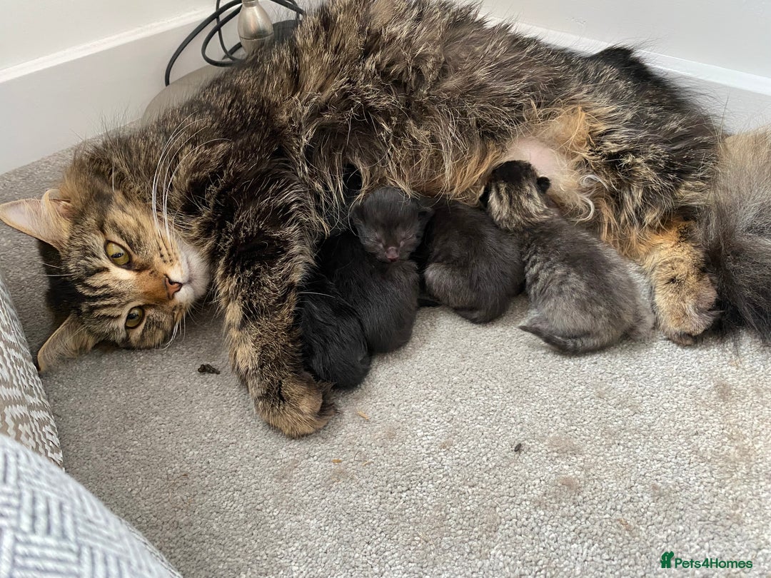 Domestic Shorthair cats for sale: Kittens  - Image 10