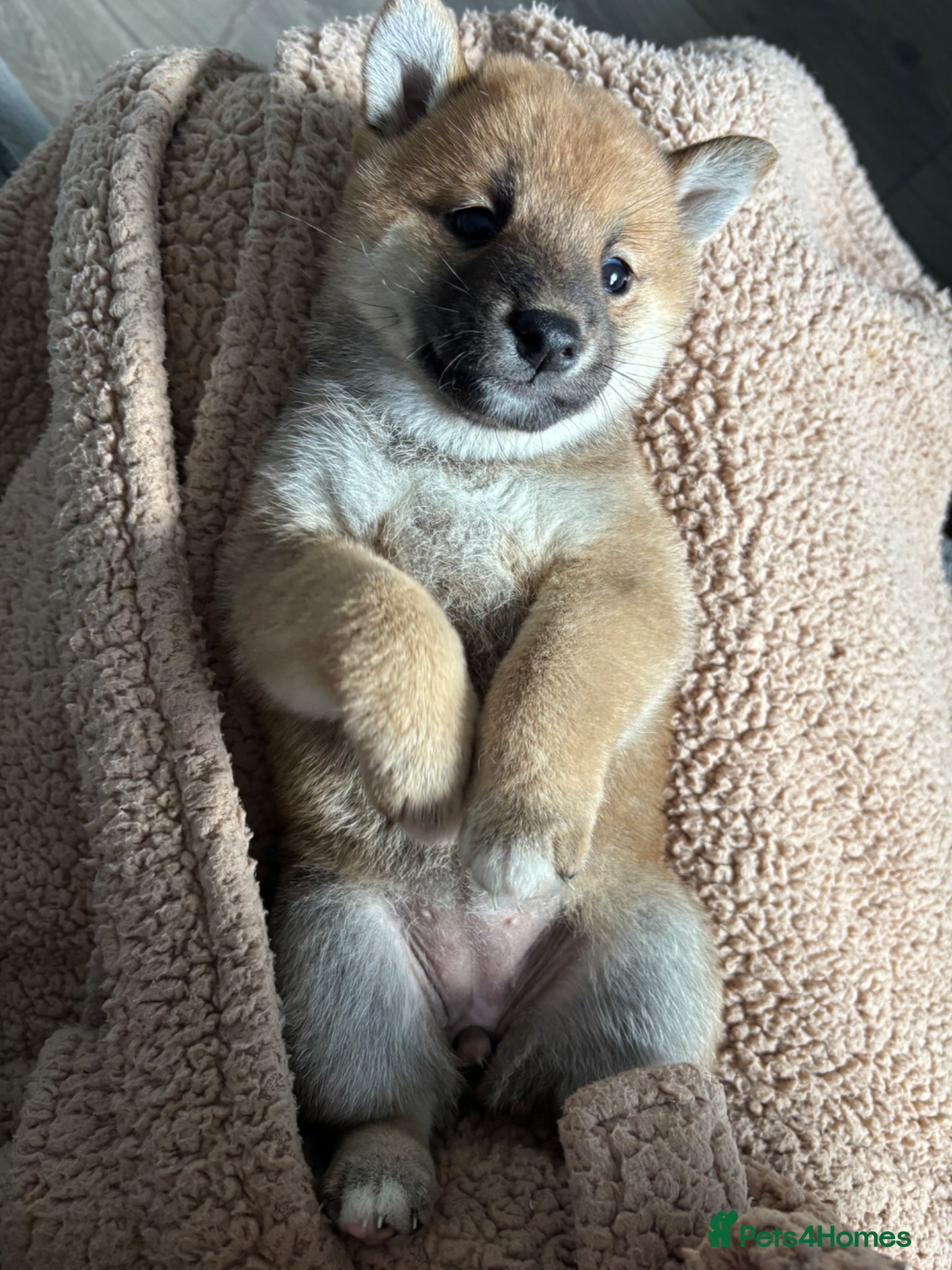 Japanese Shiba Inu dogs Japanese Shiba Inu *two girls left* - Advert 10