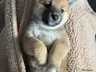 Japanese Shiba Inu dogs Japanese Shiba Inu *two girls left* - Advert 10