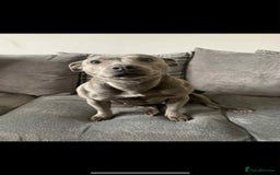 Mixed Breed dogs for sale: Staff babygirl - Aged 5  - Image 5