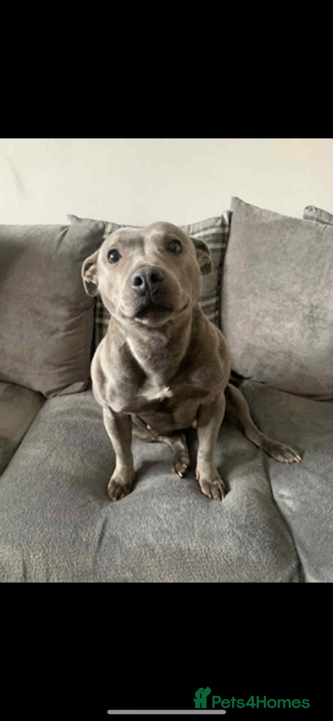 Mixed Breed dogs for sale: Staff babygirl - Aged 5  - Image 5