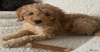 Cavapoo dogs - Advert 2
