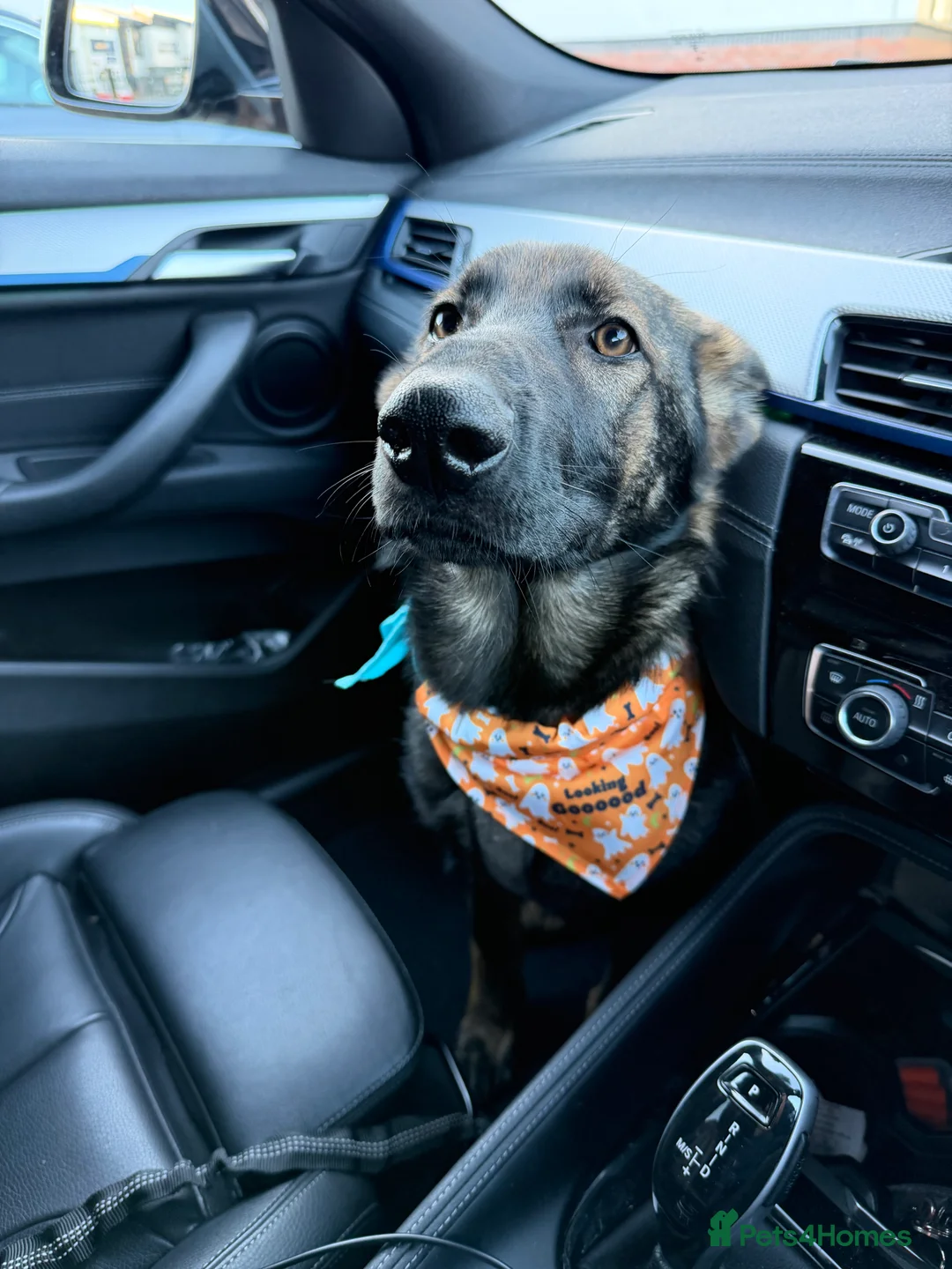 German Shepherd dogs for sale: Beautiful female German Shepherd 8 months old  - Advert 4