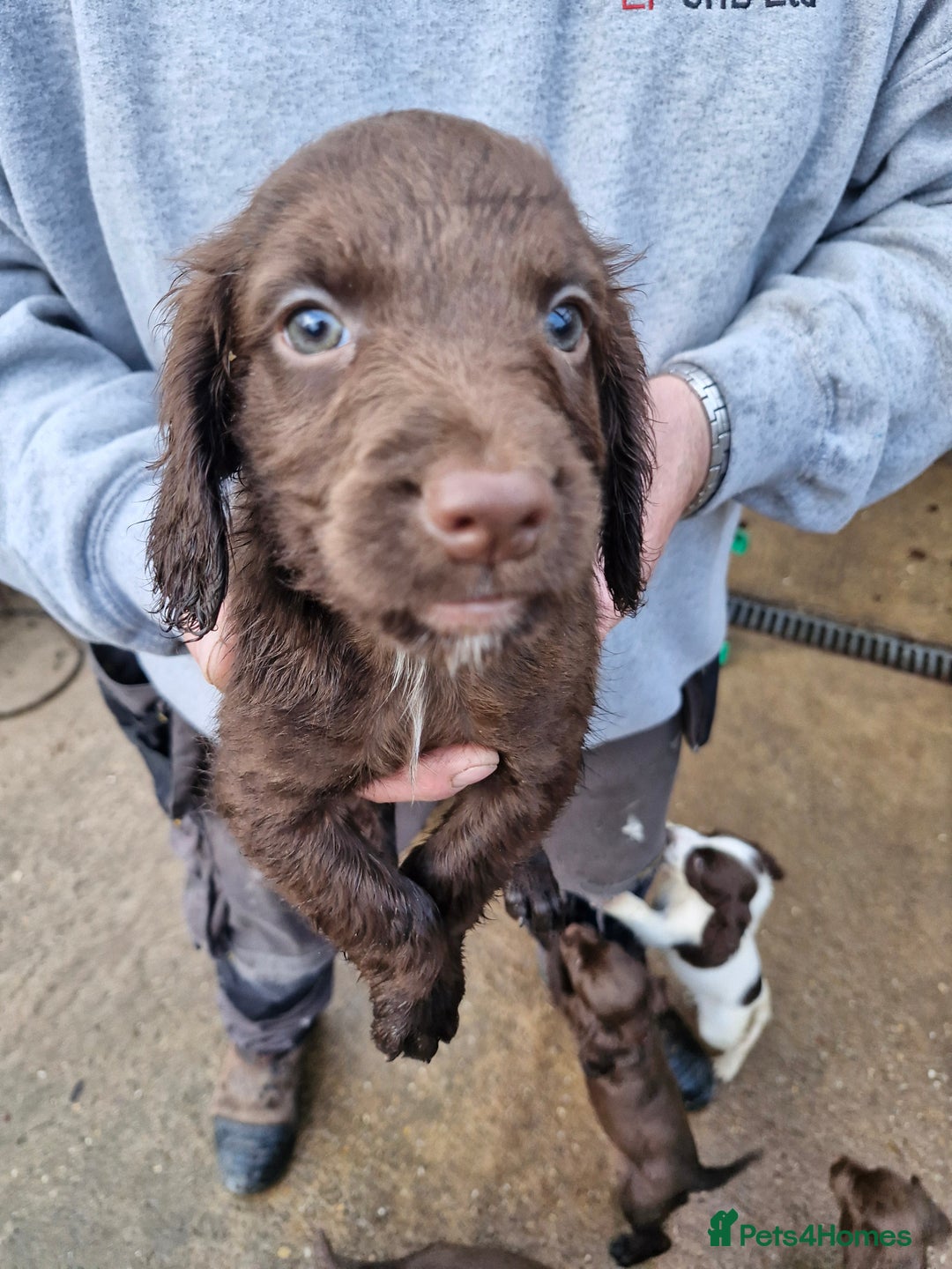 Sprocker dogs for sale: 9 lovely sprocker spaniel puppies for sale - Advert 10