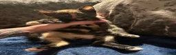 Mixed Breed cats for sale: Two stunning half British blue kittens for sale - Advert 9