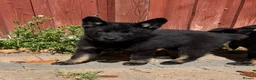 German Shepherd dogs for sale: KC Reg Stunning Working Line German Shepherd Pups - Advert 9