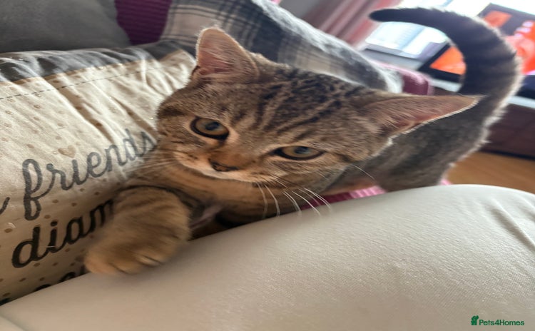 British Shorthair cats in Saltash - Advert 4
