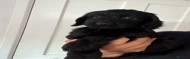 Cockapoo 6