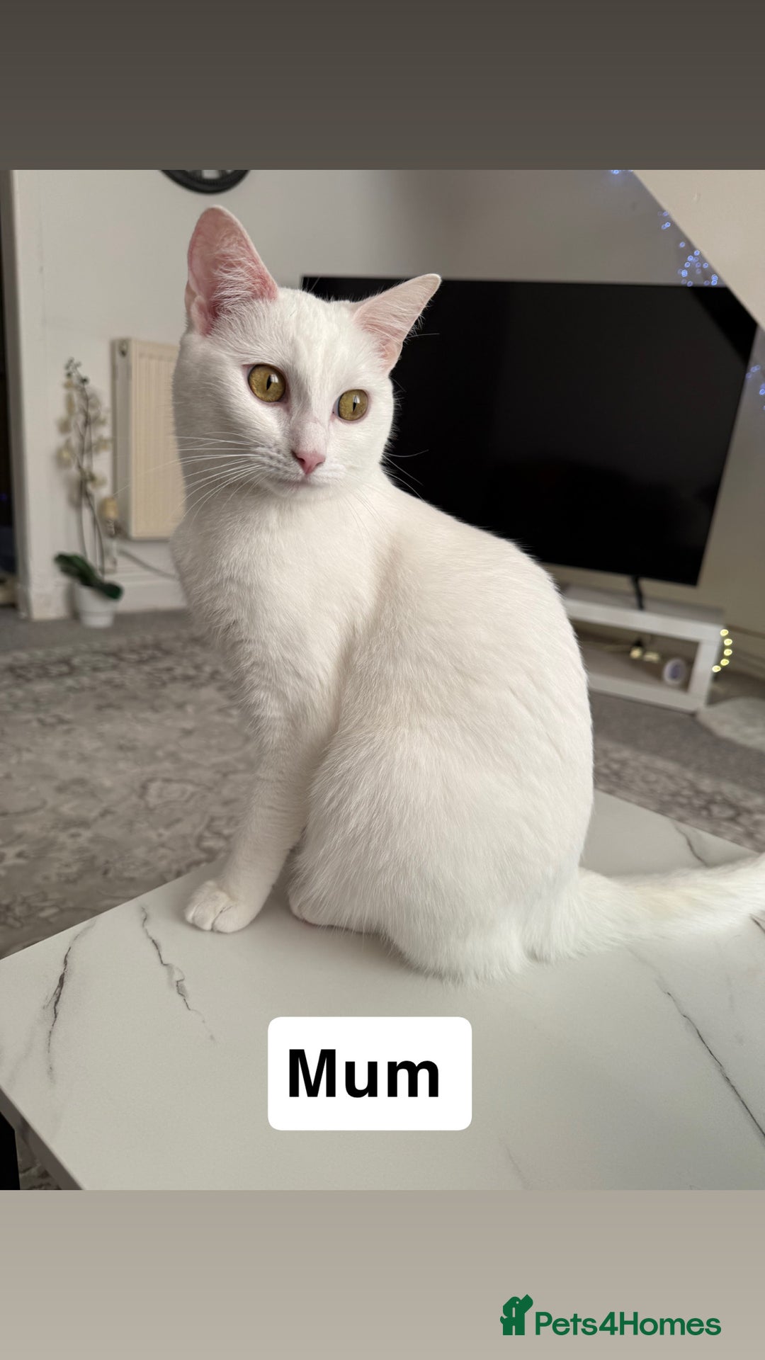 Mixed Breed cats for sale: Persian & Turkish Angora 1 boy 1 girl 9 weeks  - Advert 4