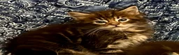 Maine Coon cats for sale: Pure Maine Coon Kittens - Advert 7
