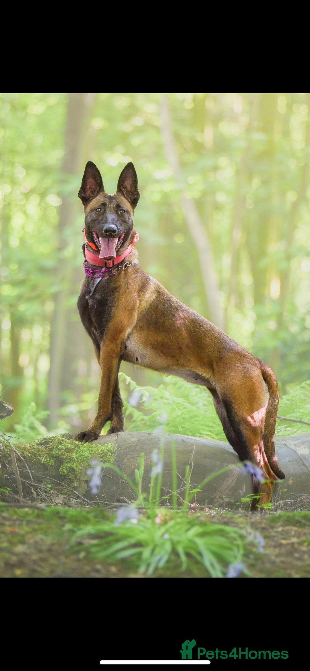 Belgian Shepherd Dog dogs for sale: Belgian Malinois Puppies - Advert 2