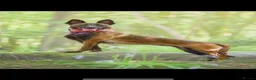 Belgian Shepherd Dog dogs for sale: Belgian Malinois Puppies - Advert 2