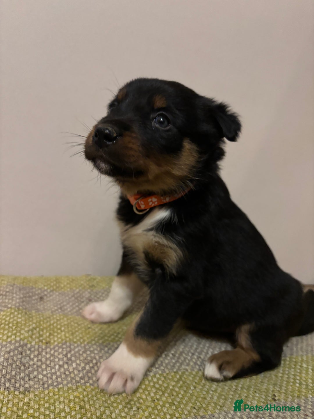 Border Collie dogs for sale: Puppies for sale  - Advert 4