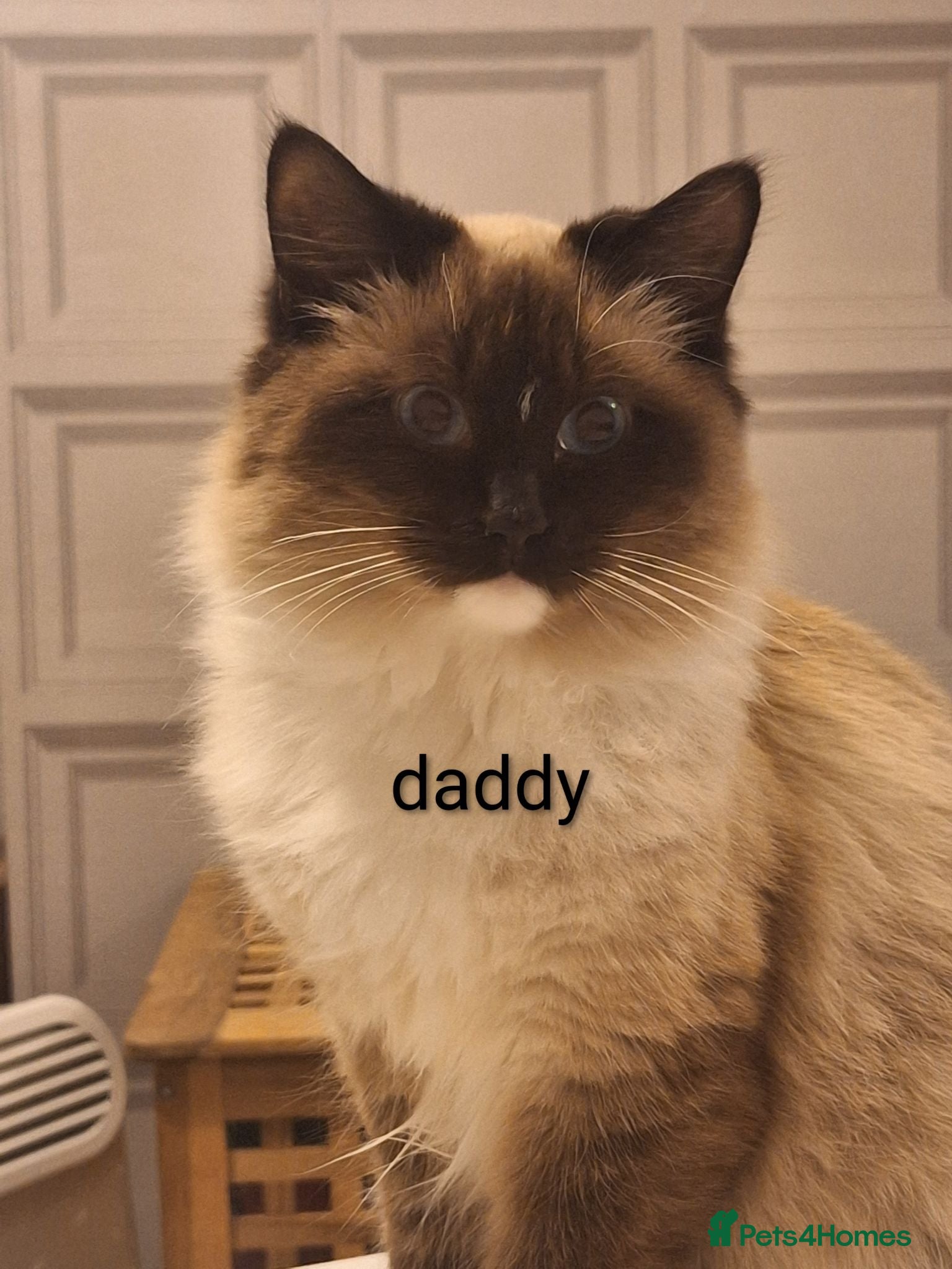 Ragdoll cats Ragdoll cross baby girl (pending collection) - Advert 13