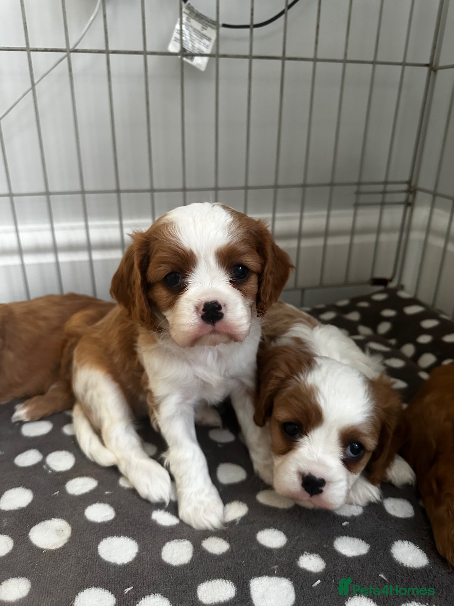 Cavalier King Charles Spaniel dogs cavalier King Charles spaniels - Advert 1
