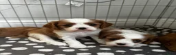 Cavalier King Charles Spaniel dogs for sale: cavalier King Charles spaniels - Advert 1