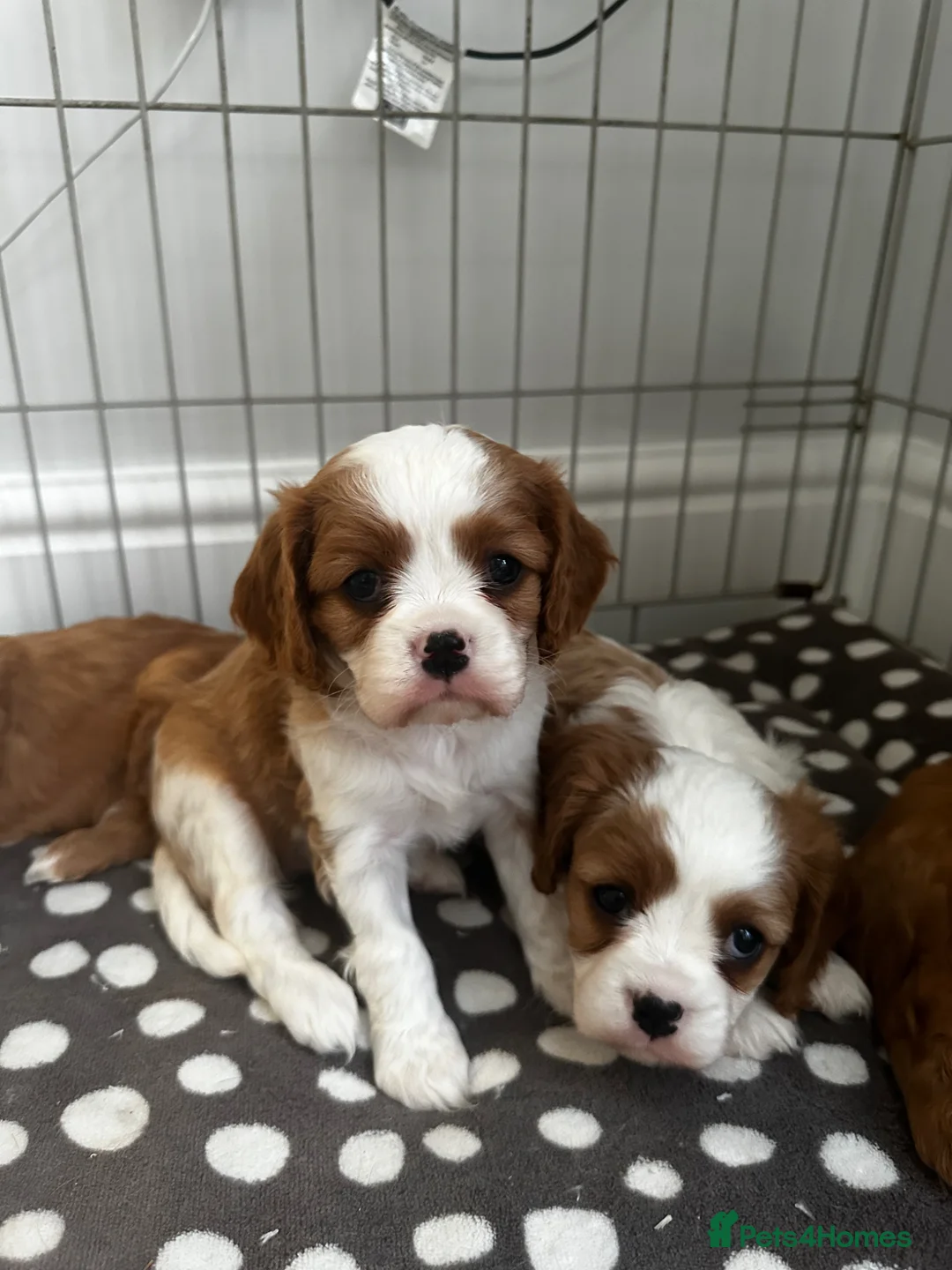 Cavalier King Charles Spaniel dogs for sale: cavalier King Charles spaniels - Advert 1