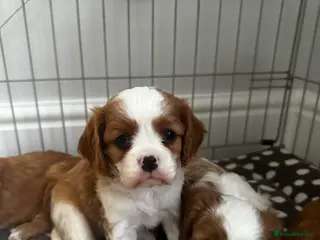 Cavalier King Charles Spaniel dogs cavalier King Charles spaniels - Advert 4