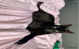 British Shorthair cats for sale: Loving Home Wanted for a Gentle, Shy Cat - Image 1