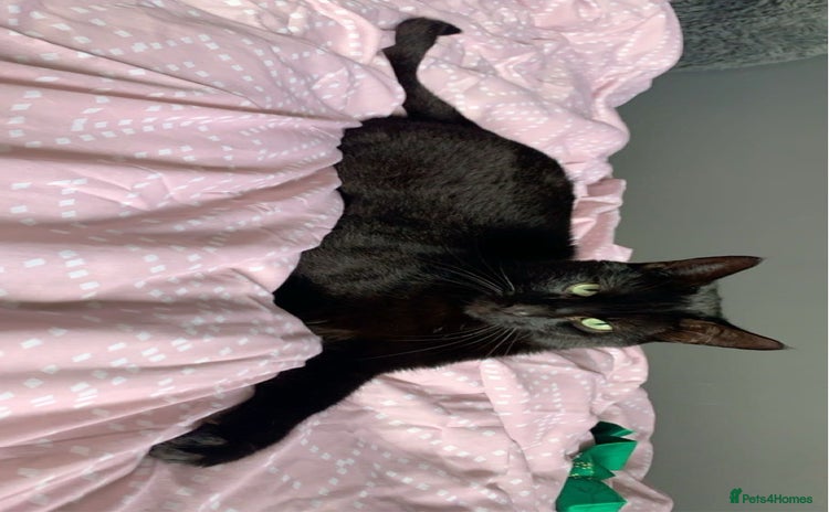 British Shorthair cats - Advert 1