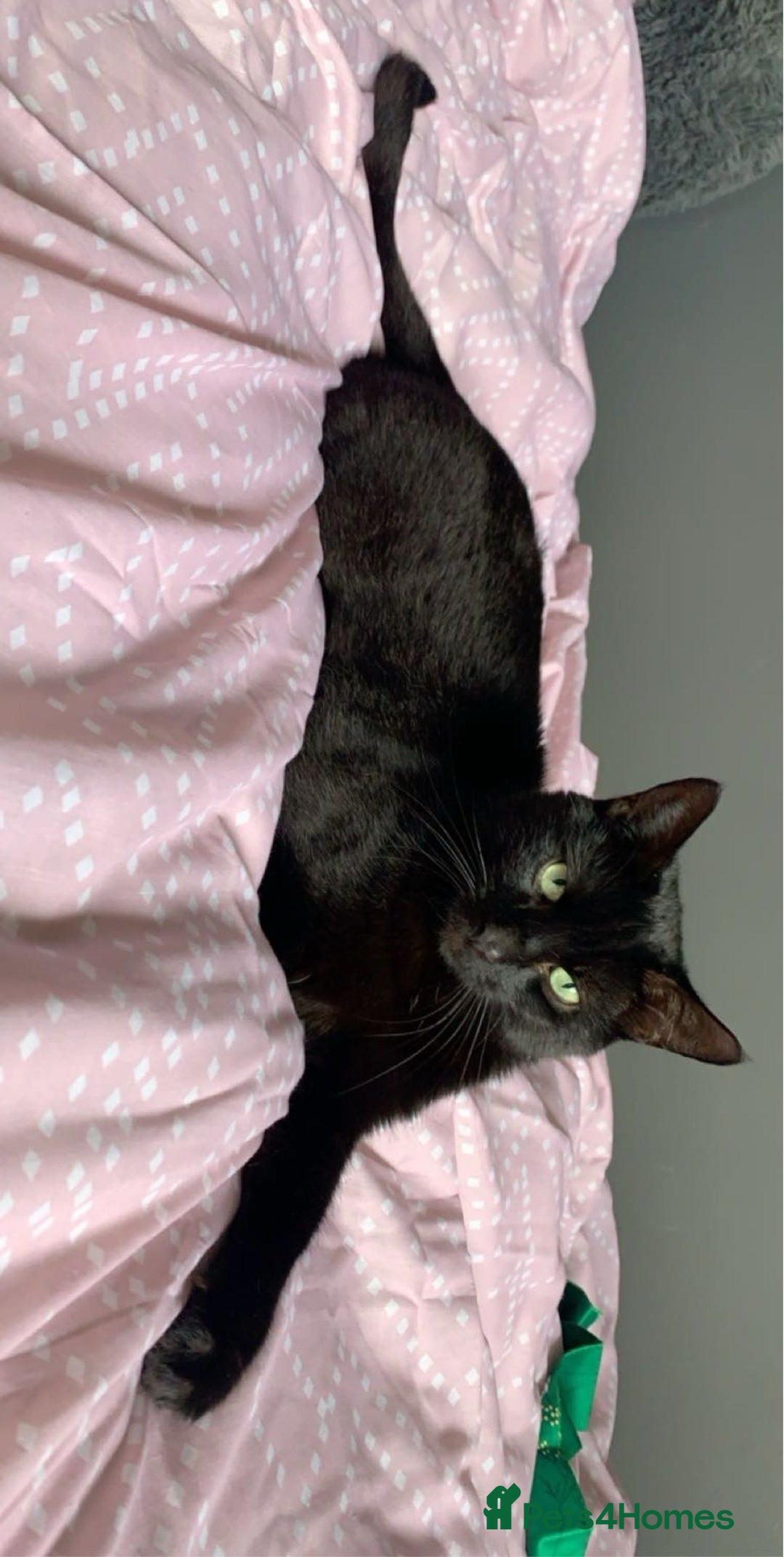 British Shorthair cats for sale: Loving Home Wanted for a Gentle, Shy Cat - Image 1