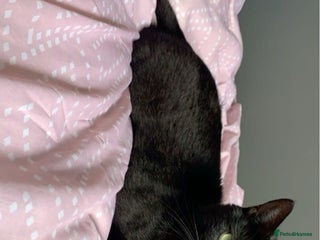 British Shorthair cats for sale - Advert 1