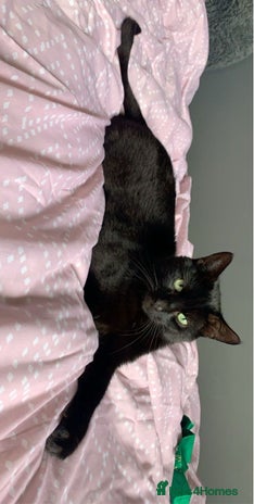 British Shorthair cats - Advert 1