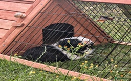 Guinea Pig rodents for sale: 2 Boar Male Guinea Pigs  - Advert 4