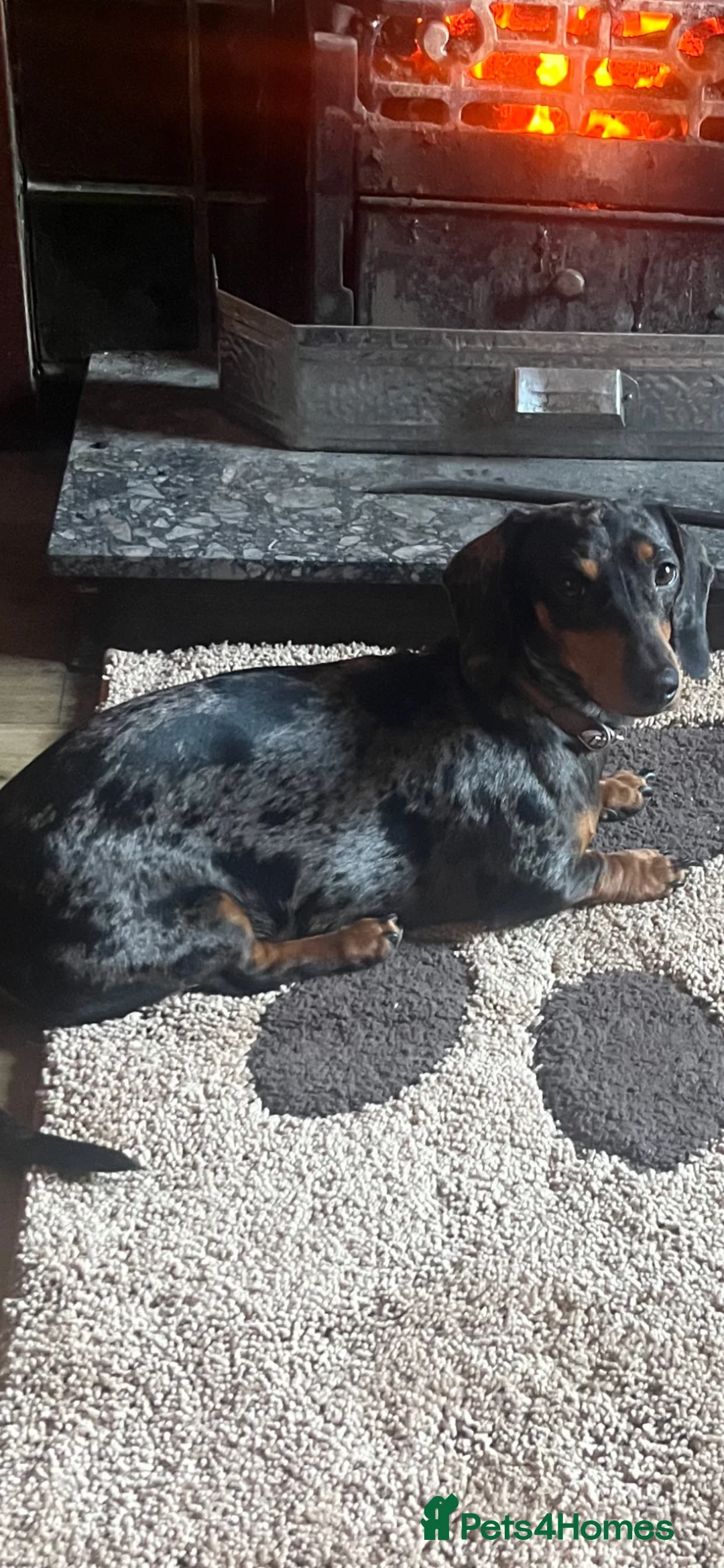 Miniature Dachshund dogs for sale: Miniature dachshund puppies - Advert 7