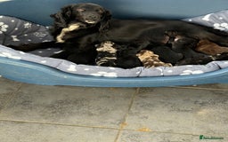 Cockapoo dogs for sale: Cracking F1 Cockapoos - Image 3