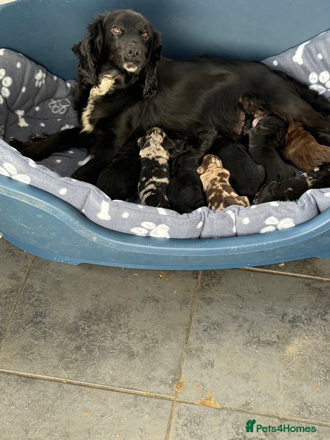 Cockapoo dogs for sale: Cracking F1 Cockapoos - Image 3