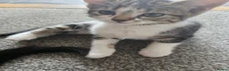 Mixed Breed cats for sale: Beautiful Kittens Looking for Loving Homes - Advert 30