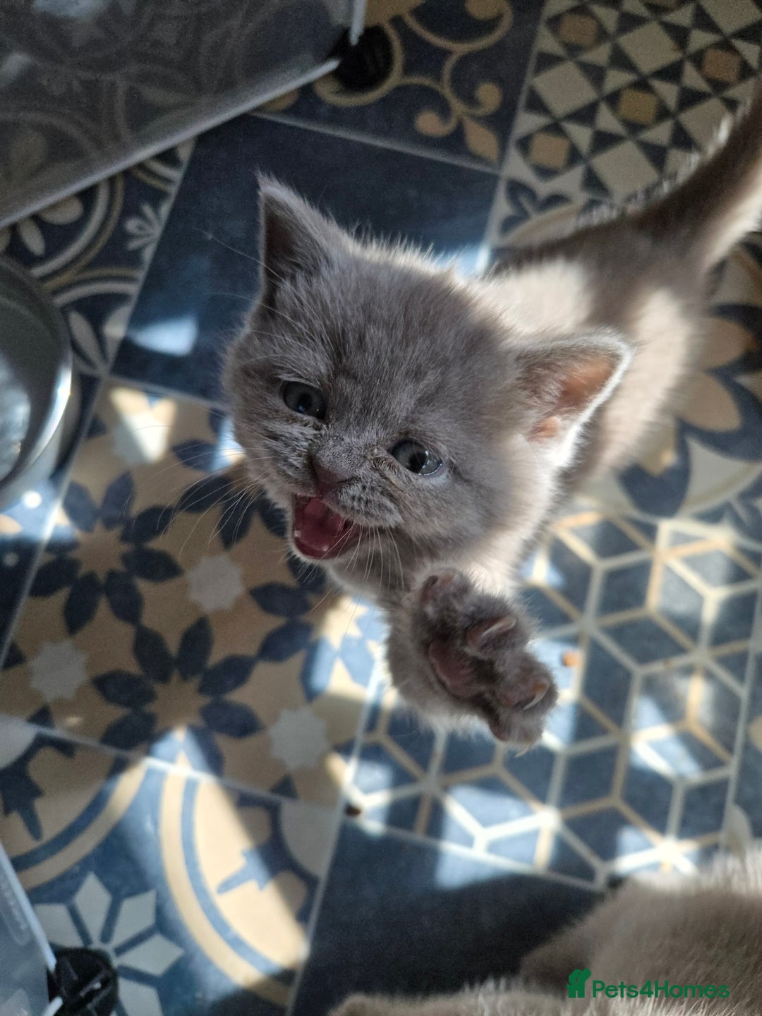 British Shorthair cats for sale: Britishshort hair kitten ready now - Image 8