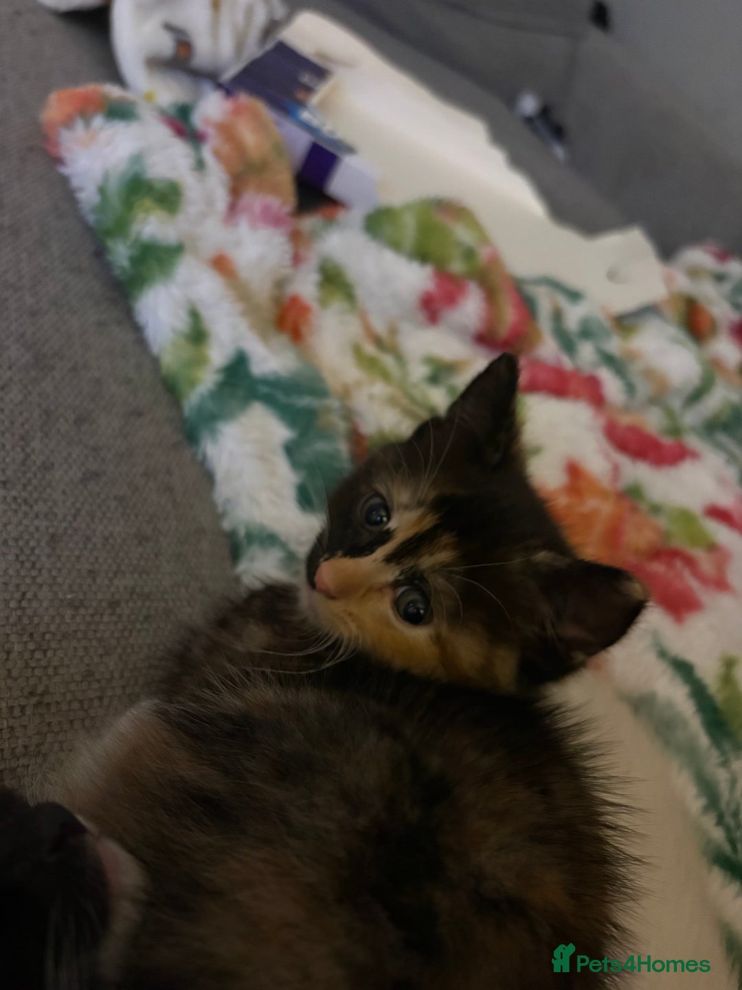 RagaMuffin cats for sale: Beautiful Ragamuffin Kittens Ready December 24th   - Advert 20