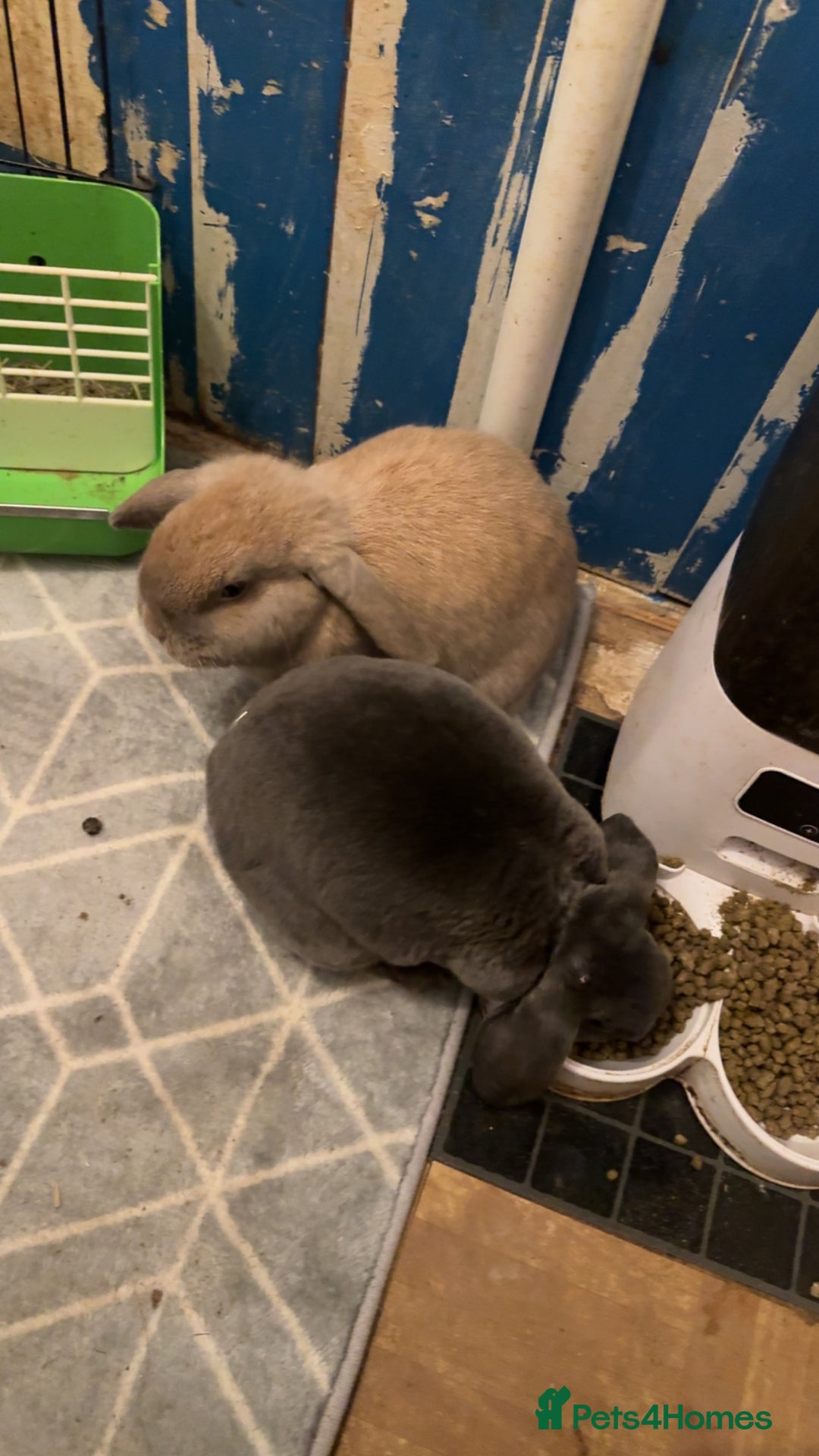 Mixed Breed rabbits for sale: For stunning rabbits looking for a new home  - Advert 7