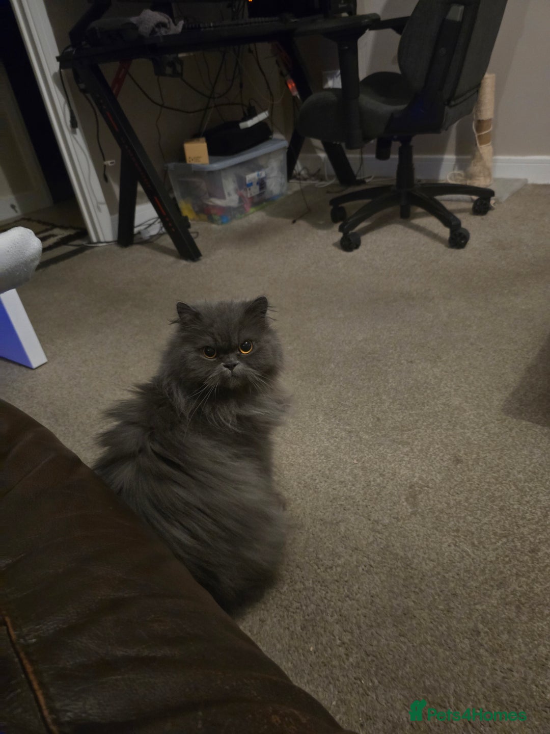 Persian cats for sale: Male Persian  - Advert 3