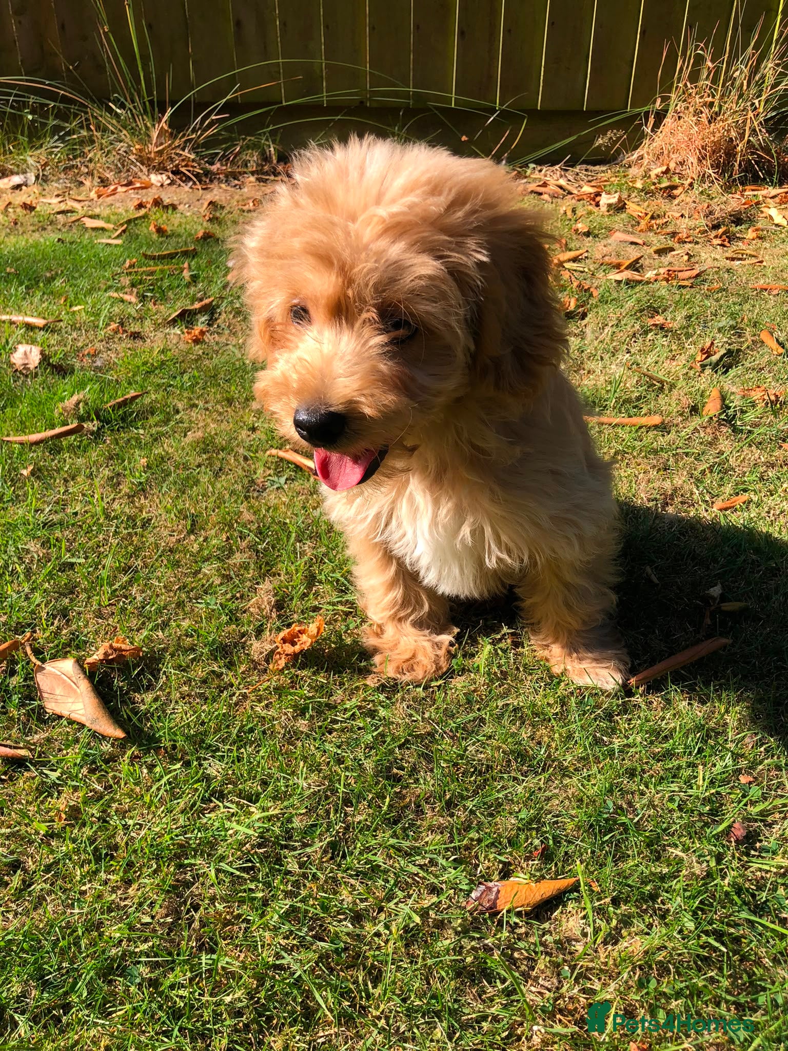 Mixed Breed dogs shihpoo x maltese puppies for sale - Advert 2