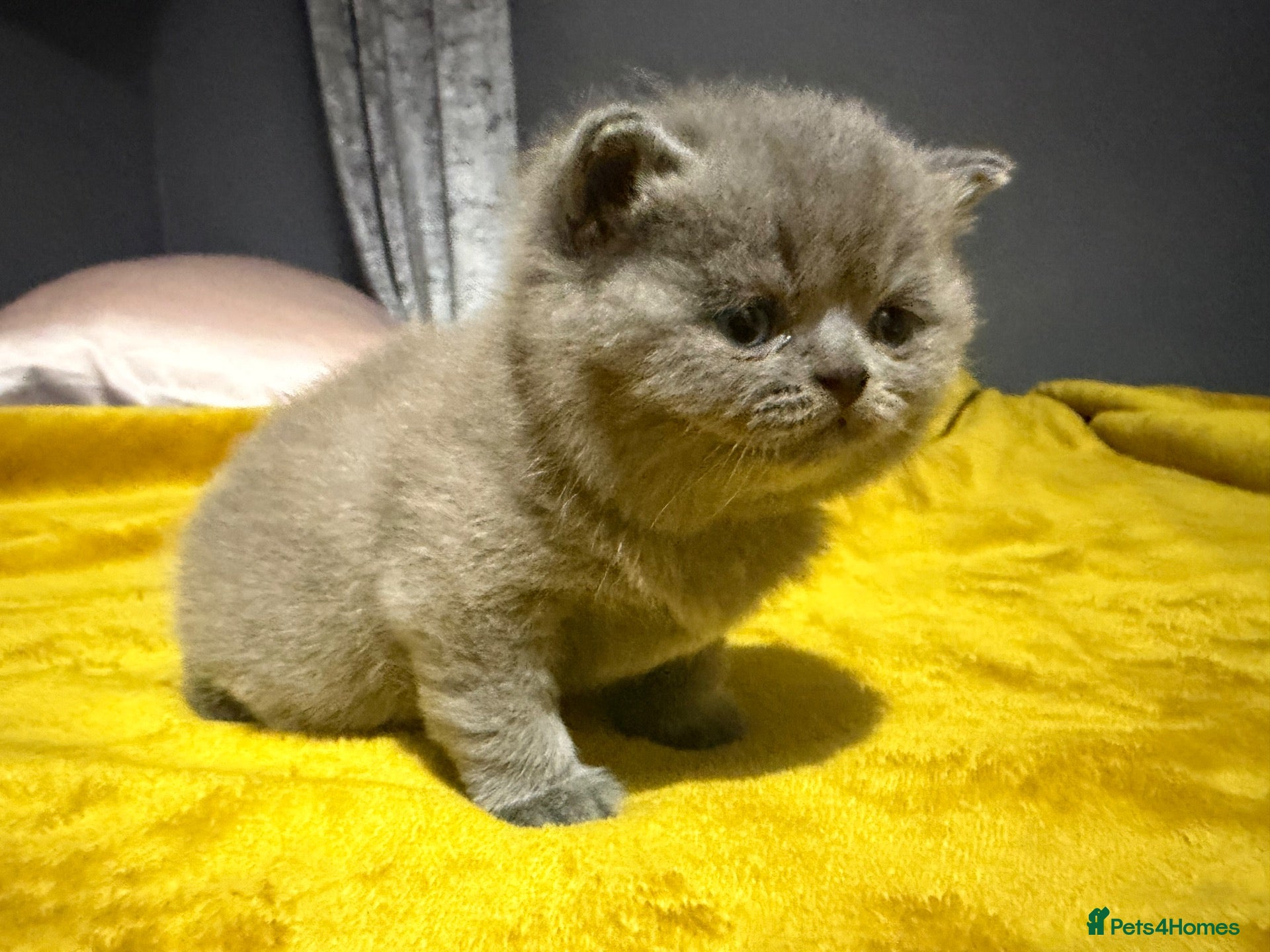 British Shorthair cats Blue girl ready for 31 October  - Advert 2