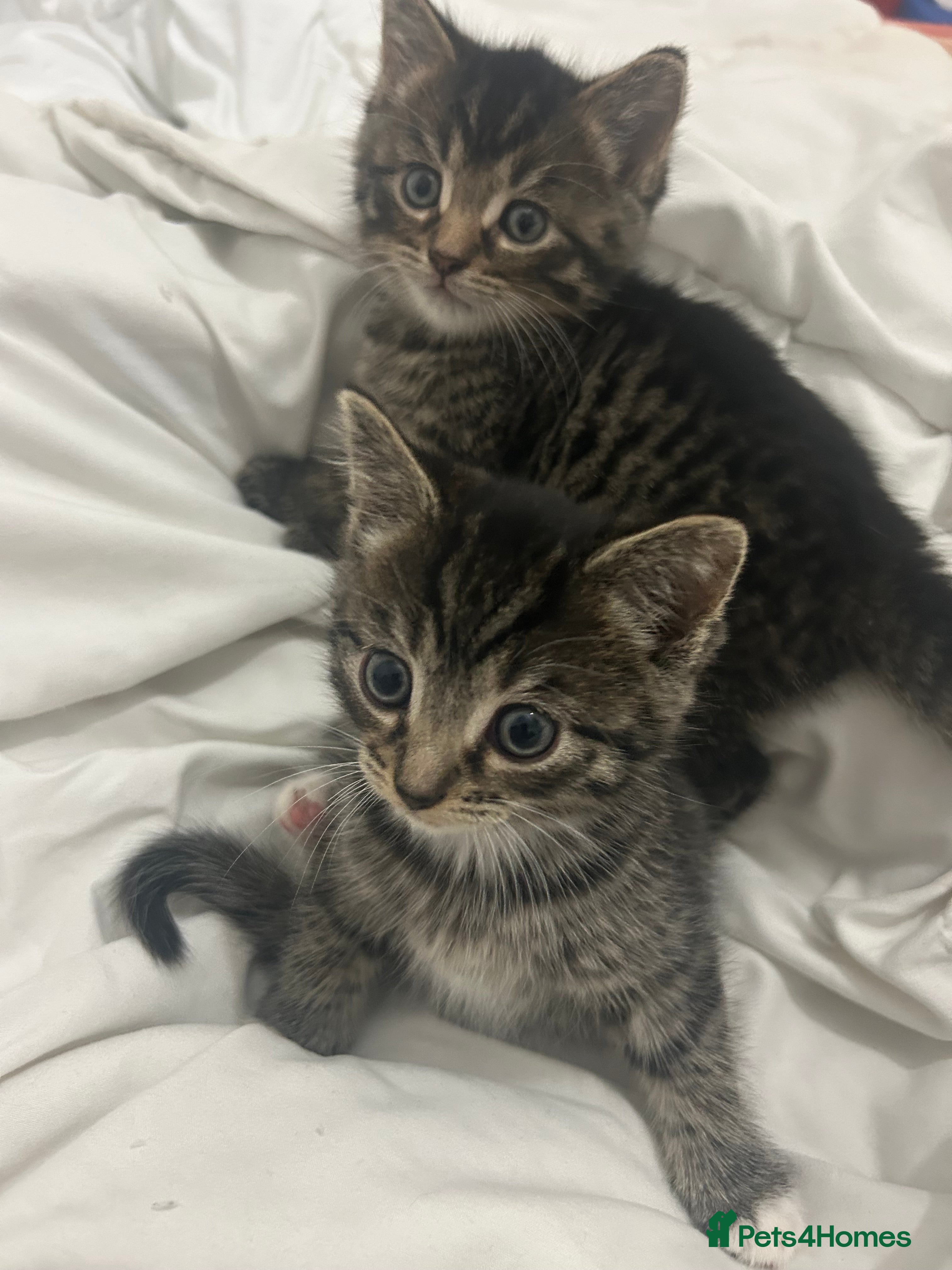 British Shorthair cats 4 tabby kittens for sale (2 boys 2 girls) - Advert 1