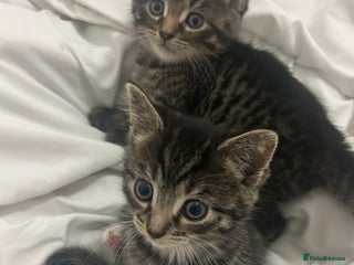 British Shorthair cats 4 tabby kittens for sale (2 boys 2 girls) - Advert 2